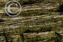 Gaussima silk produced by young spiders on pasture.